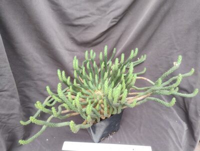 Euphorbia inermis доросла - Зображення 2