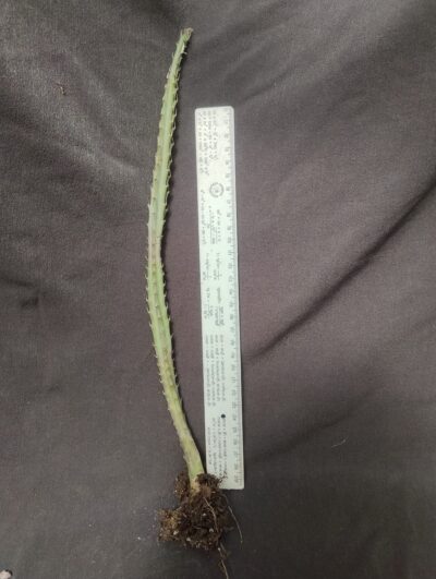 senecio stapeliiformis
