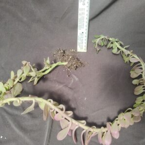 senecio jacobsenii