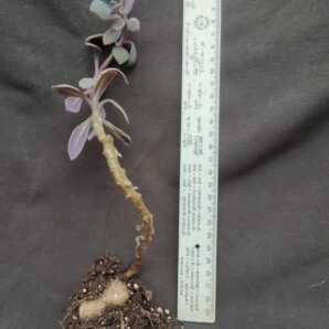 Senecio fulgens(каудекс)