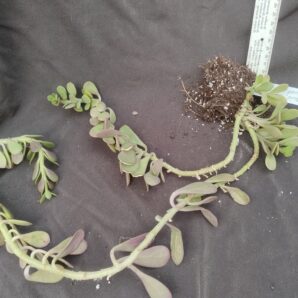 senecio jacobsenii
