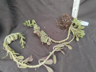 senecio jacobsenii
