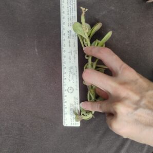 senecio jacobsenii зріз | 95