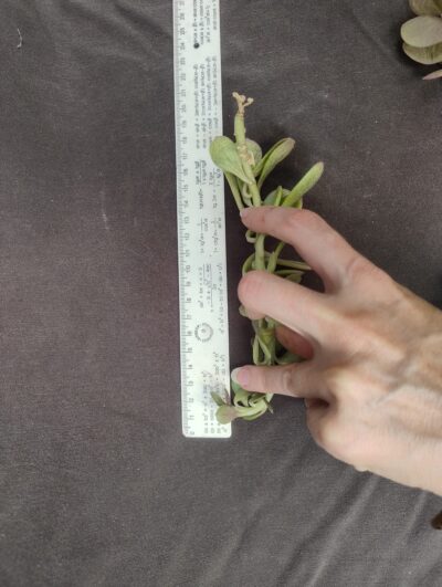 senecio jacobsenii зріз