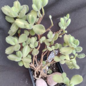 cotyledon tomentosa mediovariegata bear's paw
