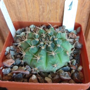 Gymnocalycium anisitsii