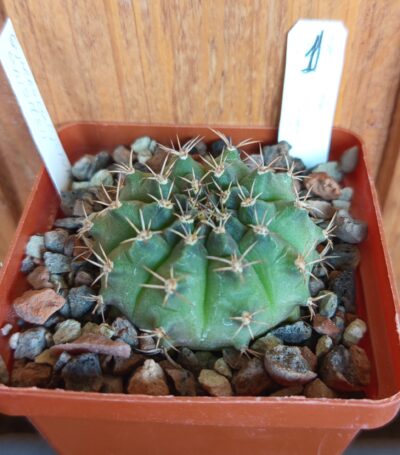 Gymnocalycium anisitsii