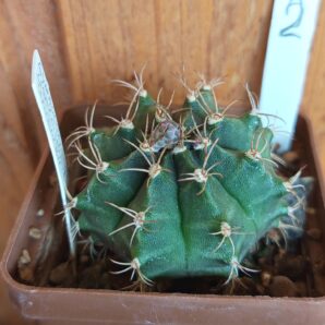 Gymnocalycium anisitsii