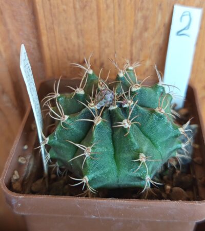 Gymnocalycium anisitsii