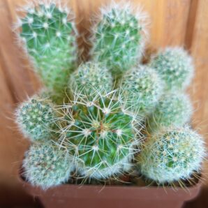 Echinofossulocactus crispatus