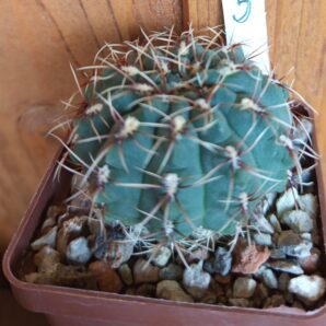 Gymnocalycium baldianum