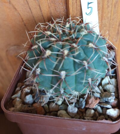 Gymnocalycium baldianum