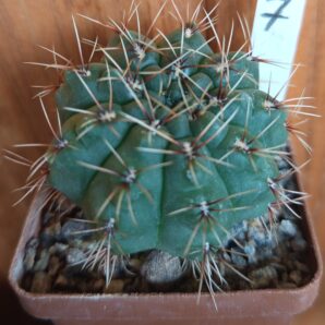 Gymnocalycium baldianum