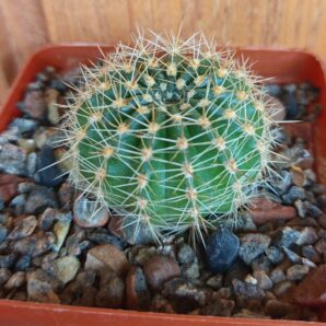 Echinopsis hybrid( рожева квітка)
