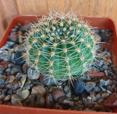 Echinopsis hybrid( рожева квітка)