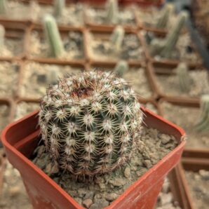 Notocactus rutilans
