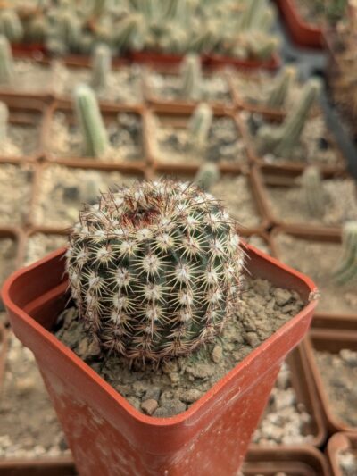 Notocactus rutilans