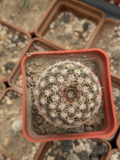 Notocactus rutilans - Зображення 2