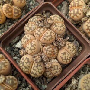 Lithops dorotheae C124