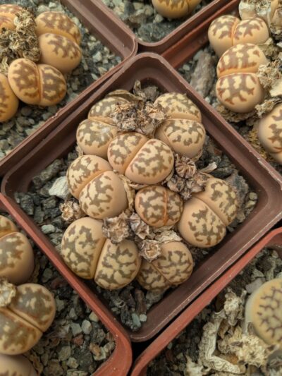 Lithops dorotheae C124