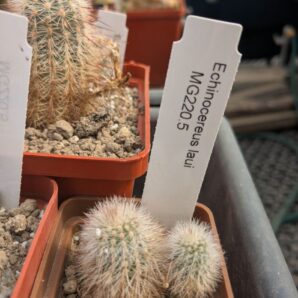 Echinocereus laui MG 220.5