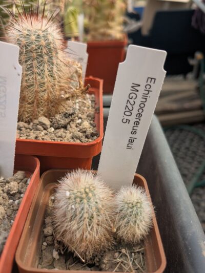 Echinocereus laui MG 220.5