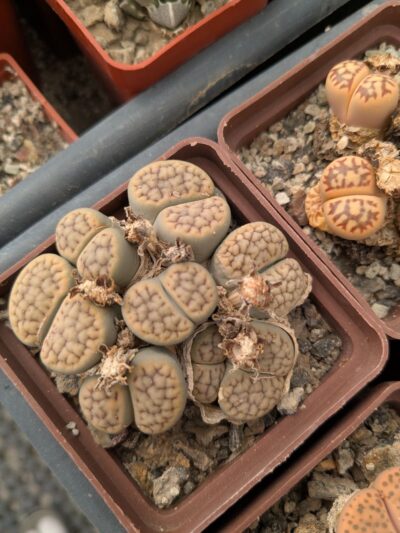 Lithops schwantesii