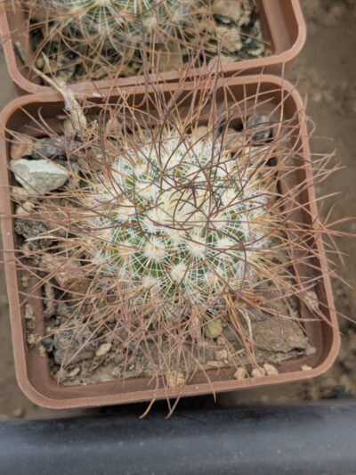 Mammillaria rekoi ssp. leptacantha - Зображення 2