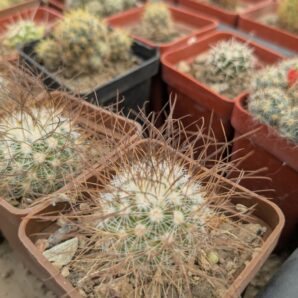 Mammillaria rekoi ssp. leptacantha