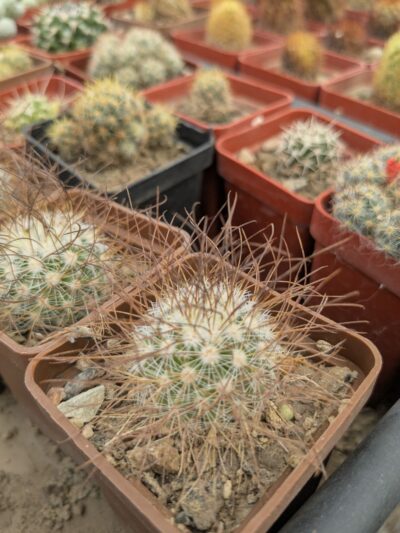 Mammillaria rekoi ssp. leptacantha