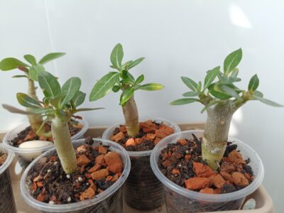 Adenium obesum (аденіум) насіння - Зображення 2