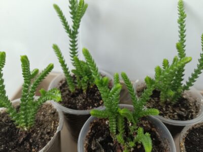 Crassula muscosa (красула) - Зображення 2