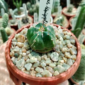 Echinocereus knipplianuss