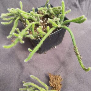 Rhipsalis baccifera subsp. horrida syn. Rhipsalis horrida