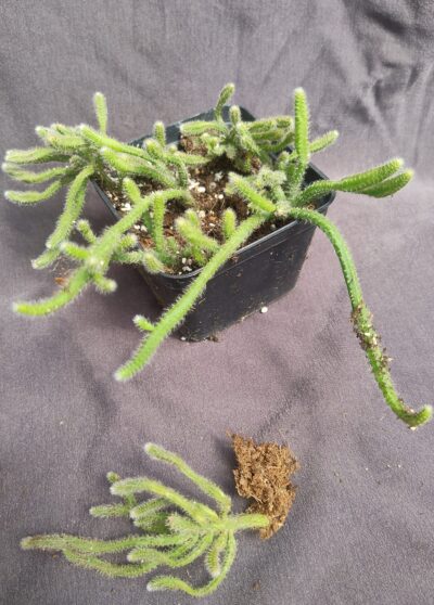 Rhipsalis baccifera subsp. horrida syn. Rhipsalis horrida