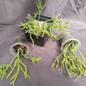 Rhipsalis Cassutha Gaertner лівий
