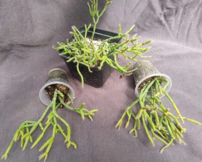 Rhipsalis Cassutha Gaertner лівий