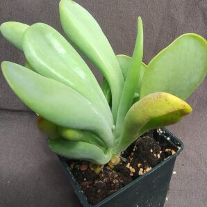 Kalanchoe luciae 'Oricula'( его же продают как Kalanchoe thyrsiflora Вaby finger)
