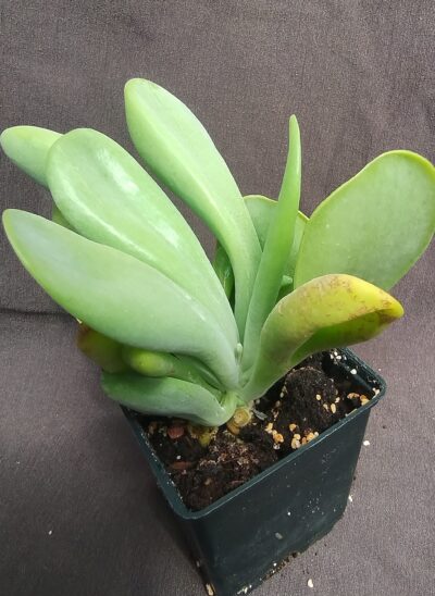 Kalanchoe luciae 'Oricula'( его же продают как Kalanchoe thyrsiflora Вaby finger)