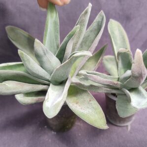 Crassula Garnet Lotus більша