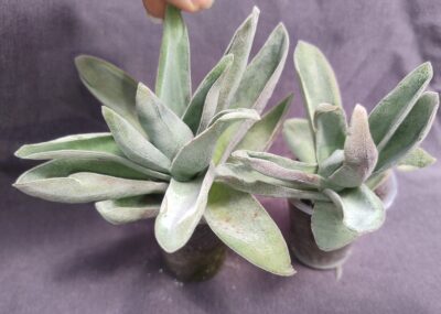 Crassula Garnet Lotus більша