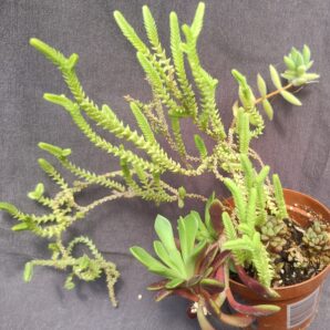 Crassula lycopodioides + crassula mesembryanthemoides +anacampseros telephiastrum+ anacampseros retusa