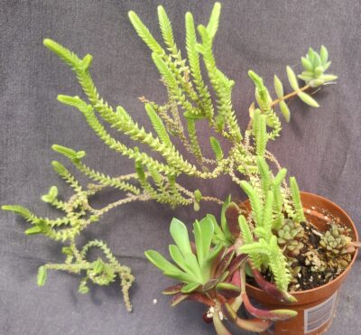 Crassula lycopodioides + crassula mesembryanthemoides +anacampseros telephiastrum+ anacampseros retusa