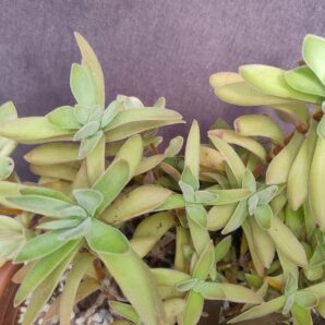 crassula falcata compact +Crassula capitella subsp. thyrsiflora Red Dragon +Crassula swaziensis Money Maker variegata
