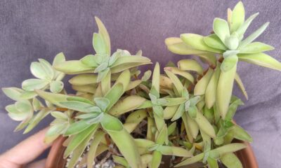 crassula falcata compact +Crassula capitella subsp. thyrsiflora Red Dragon +Crassula swaziensis Money Maker variegata
