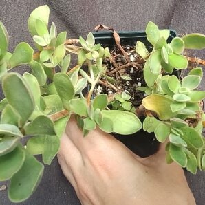 Crassula swaziensis Money Maker variegata