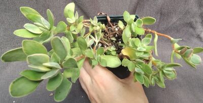 Crassula swaziensis Money Maker variegata