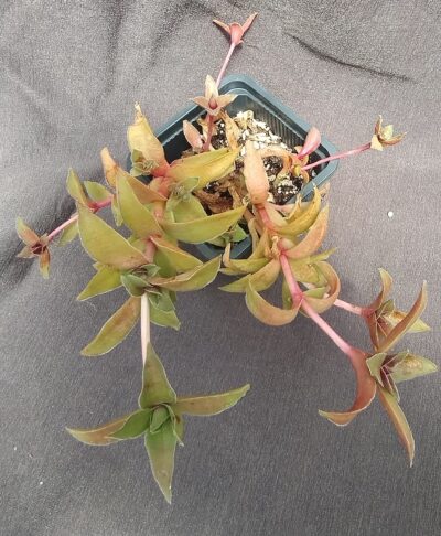 Crassula capitella subsp. thyrsiflora Red Dragon