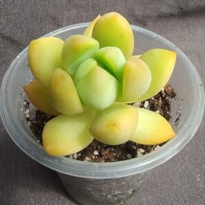 Sedum adolphi