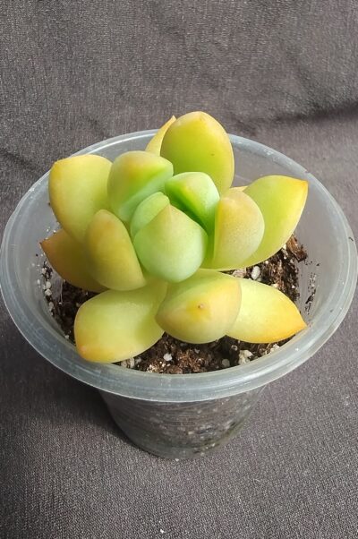 Sedum adolphi